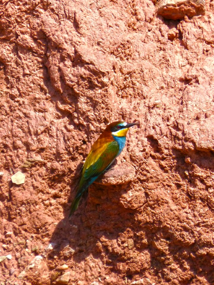 Mud wall nest abellarol