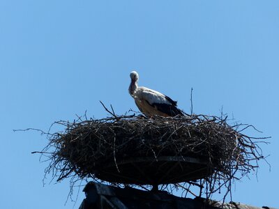 Spring birth nest photo