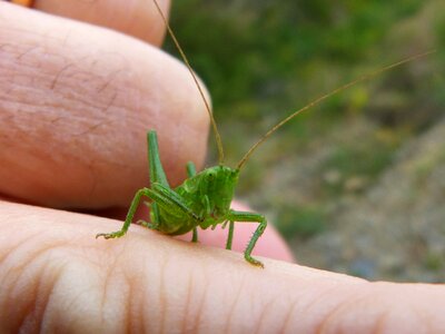 Finger grasshopper arthropod photo