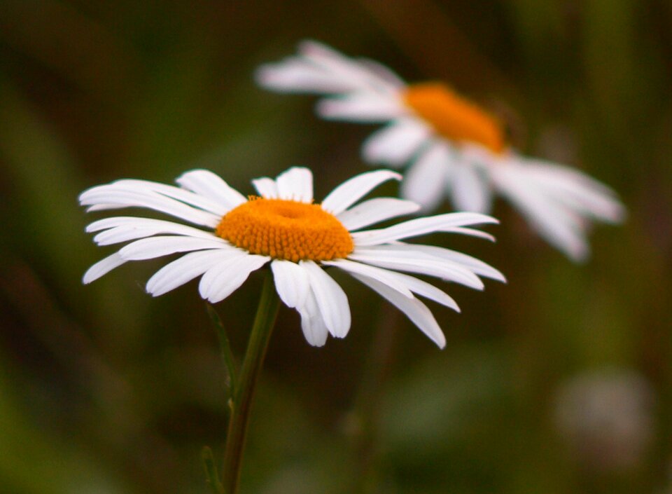 Nature blossom white