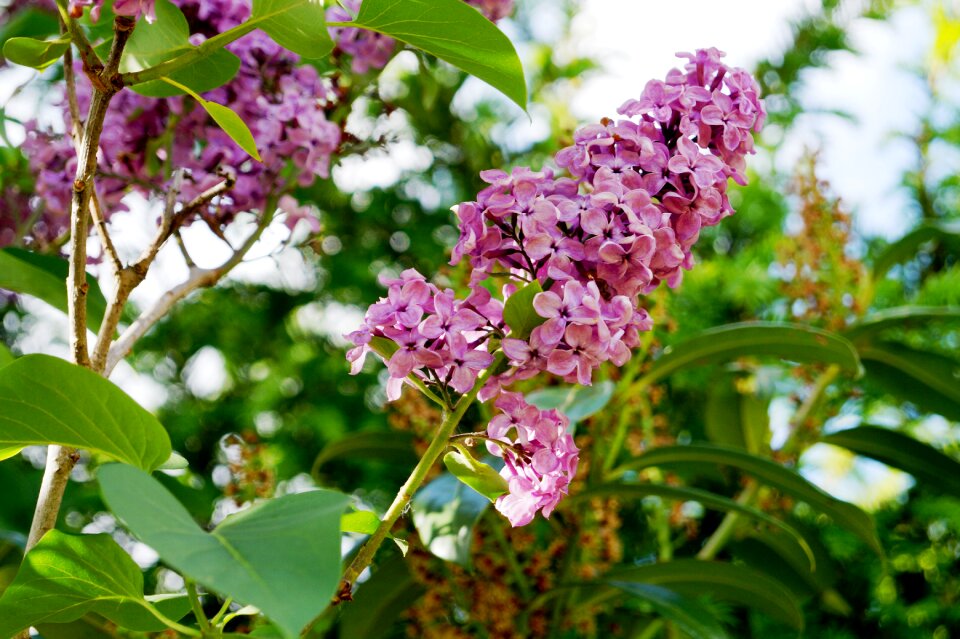 Lilac garden lilac branches photo