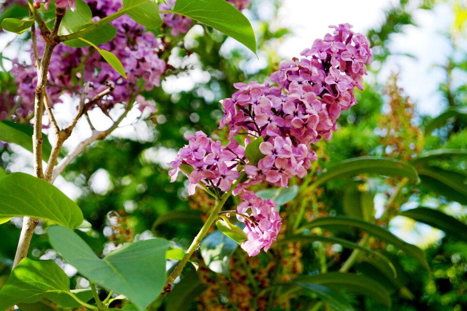 Lilac garden lilac branches