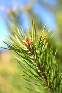 Closeup beautiful nature photo