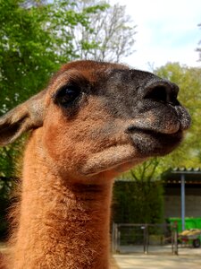 Mammal livestock zoo