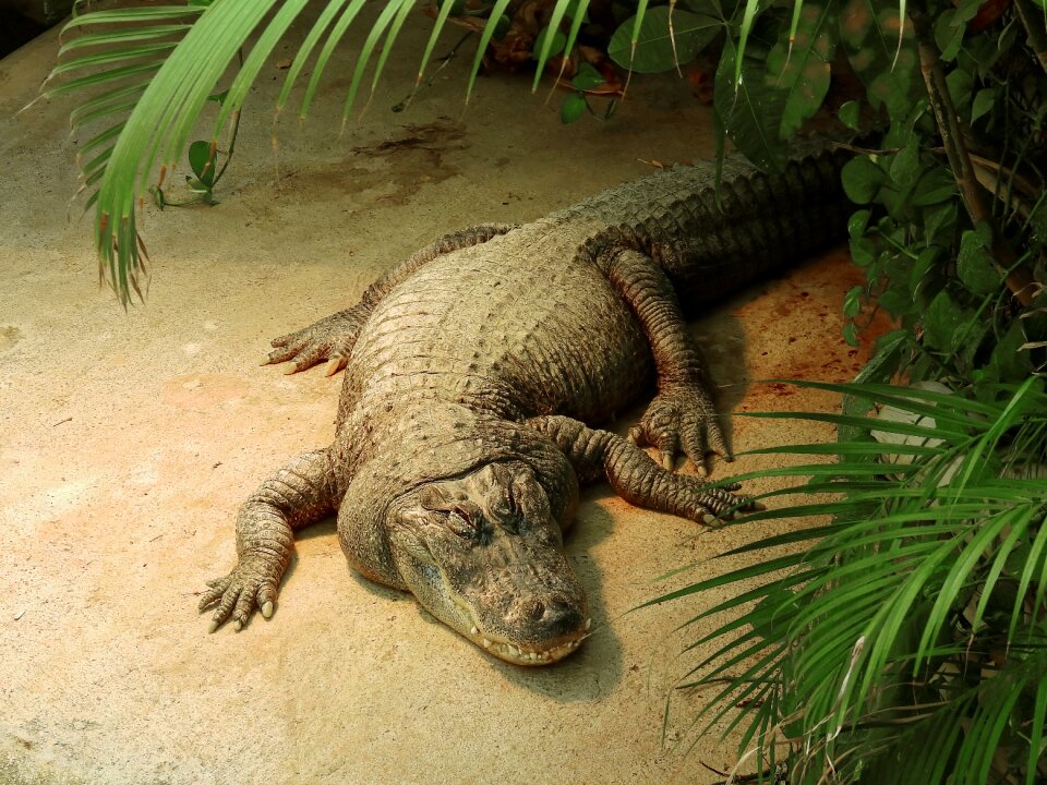 Predator dangerous lizard