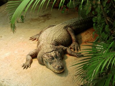 Predator dangerous lizard