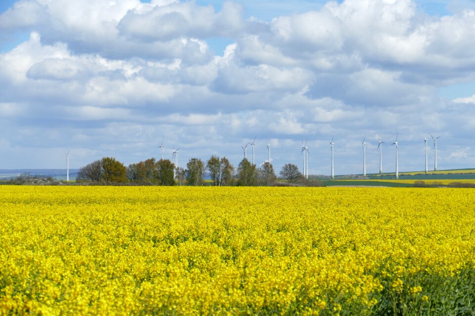 Yellow blue beautiful