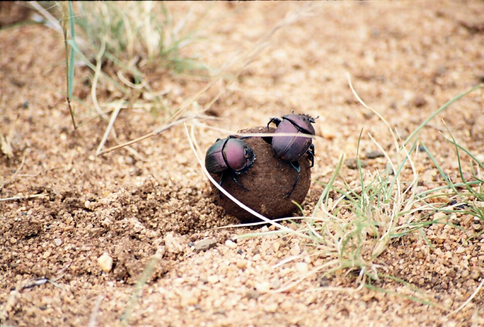 Dung insect wildlife