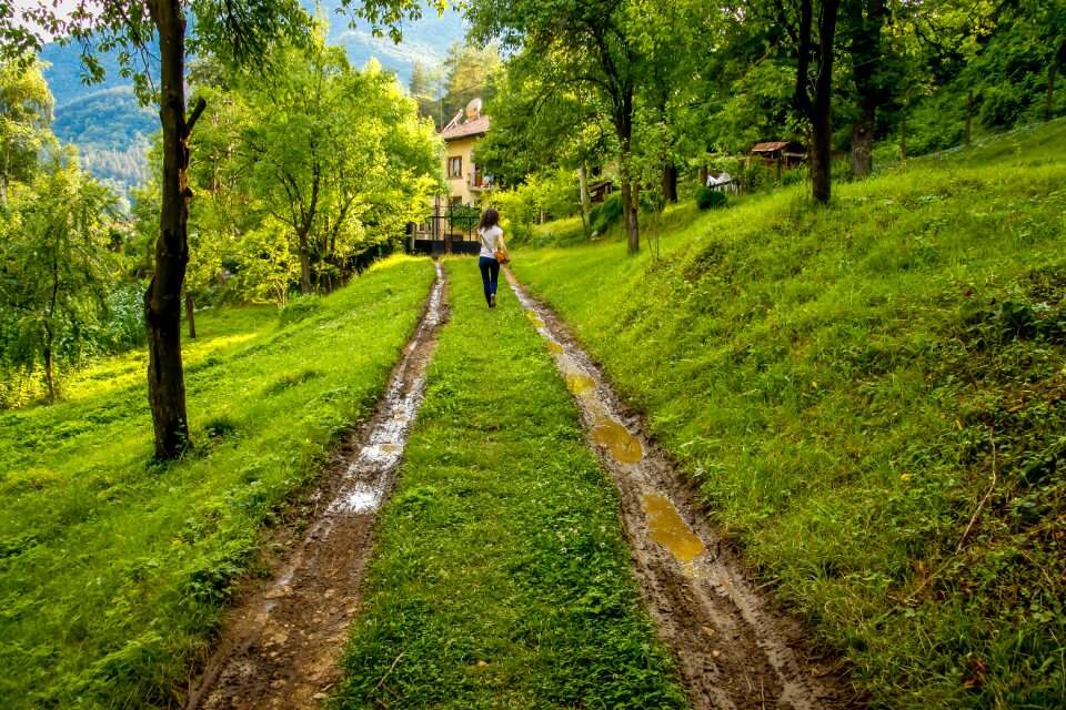 Outdoor landscape forest