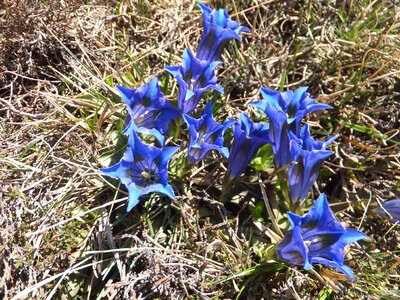 Flower blue nature conservation photo