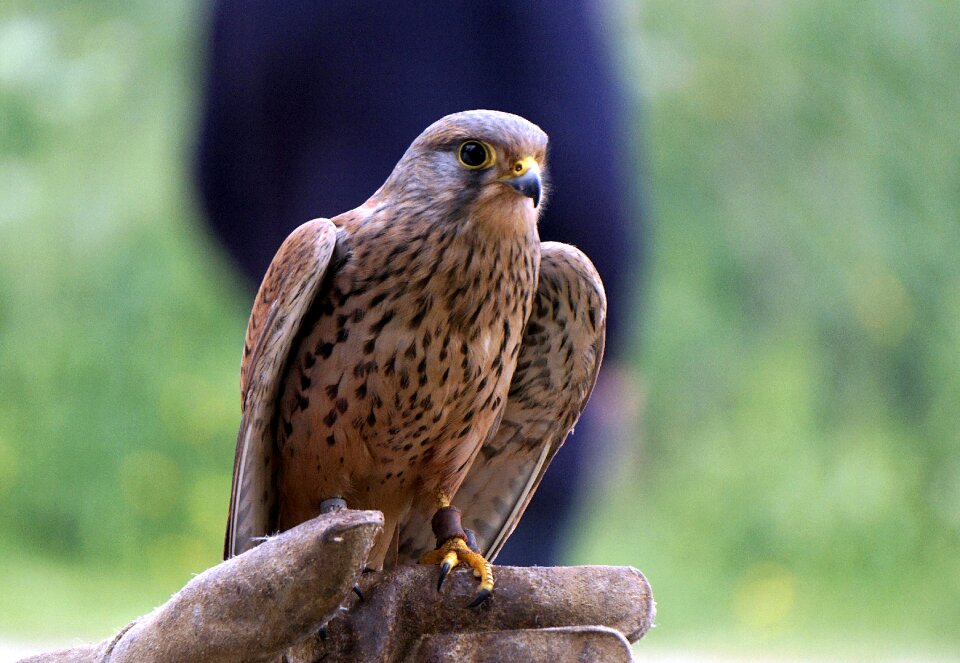Ave bird of prey peak