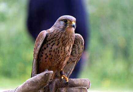 Ave bird of prey peak