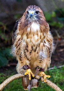 Raptor bird photo