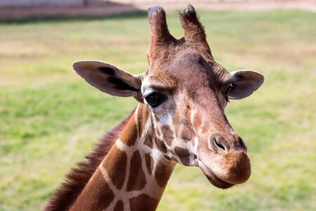 Giraffe zoo