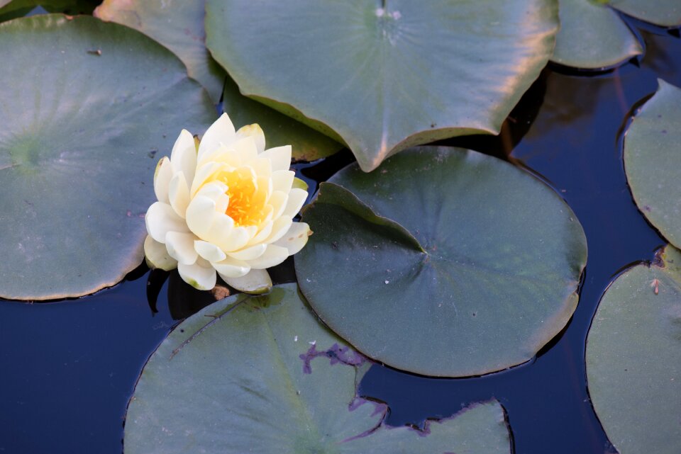 Water lilies water lily flowers
