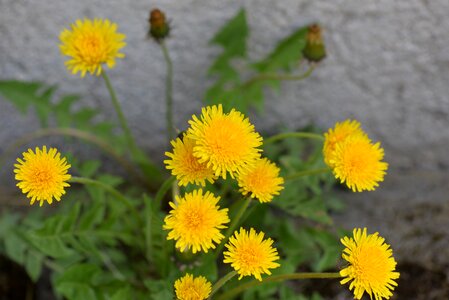 Flower wall hidden