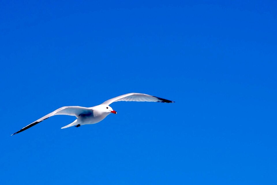 Sky nature wildlife