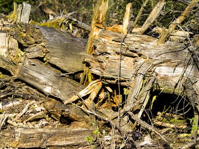 Log tree brown photo