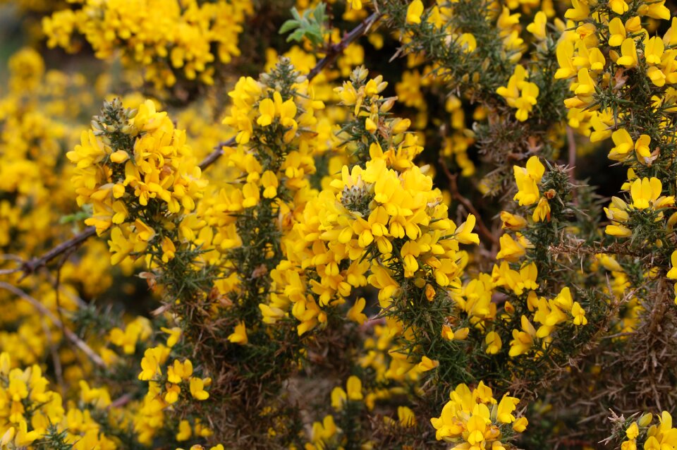 Yellow spring gorse bush