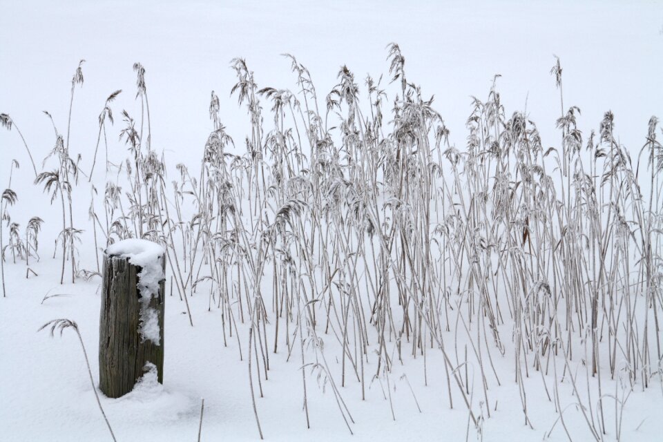 Frost landscape weather