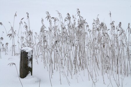 Frost landscape weather photo