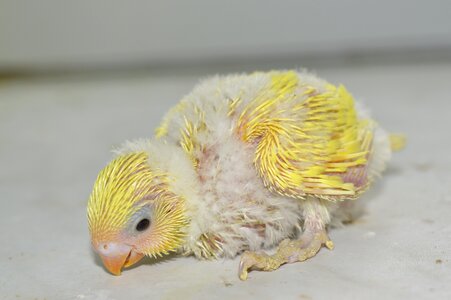 Chicks baby slip