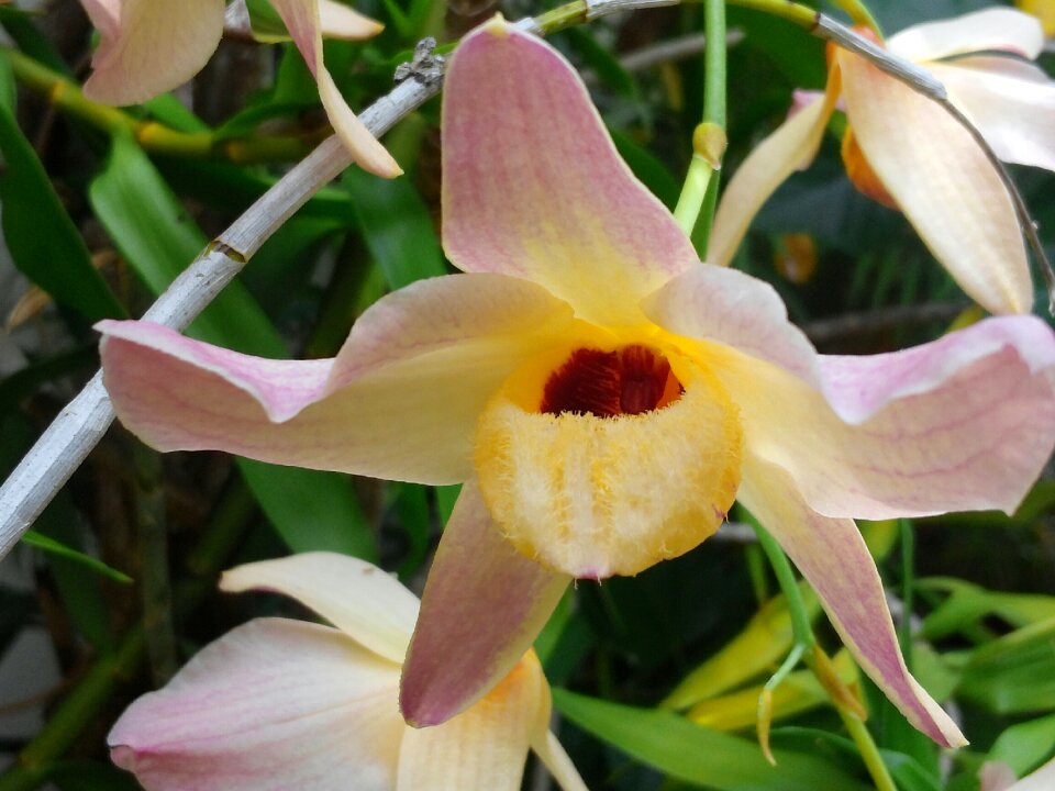 Flora exotic