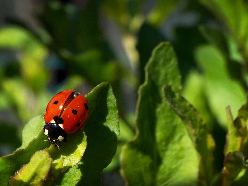 Ladybug garden insect