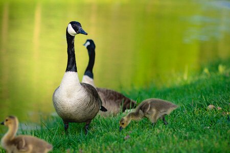 Bird nature water