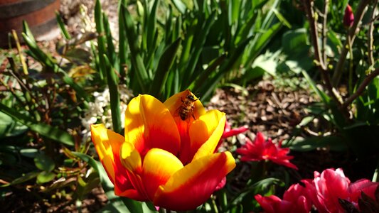 Plant spring flower