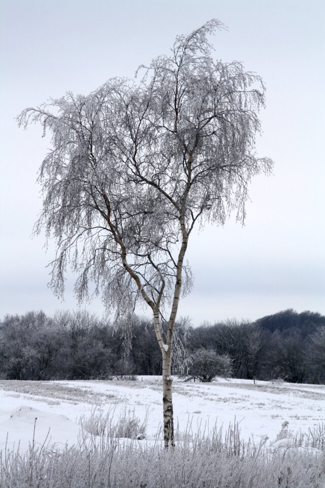 Frost landscape weather