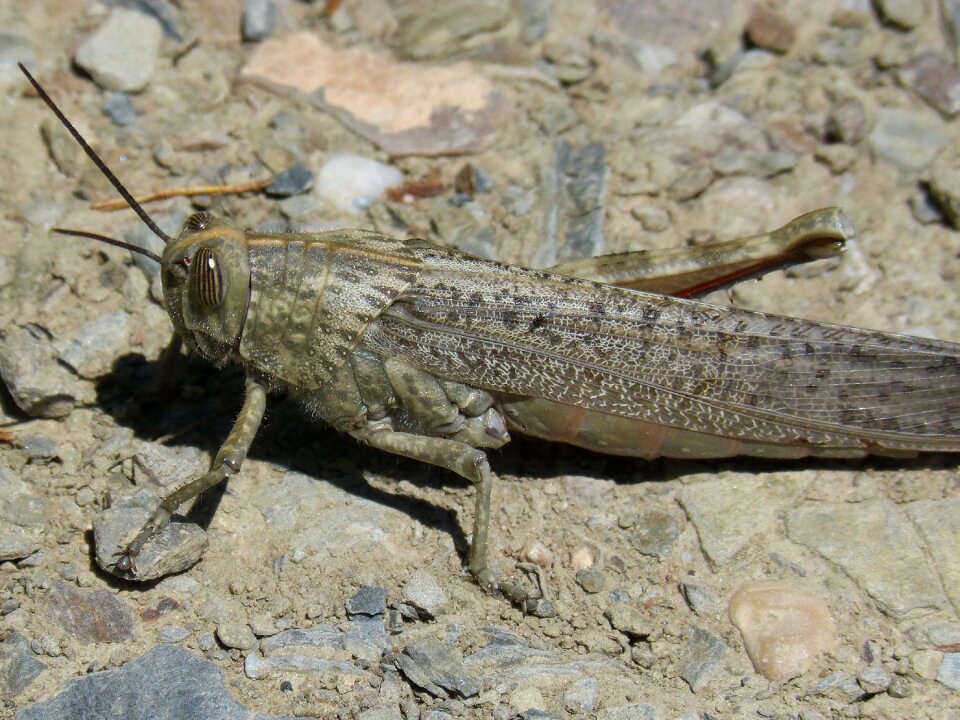 Lobster orthopteron detail