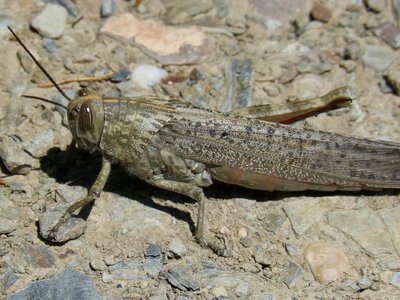Lobster orthopteron detail