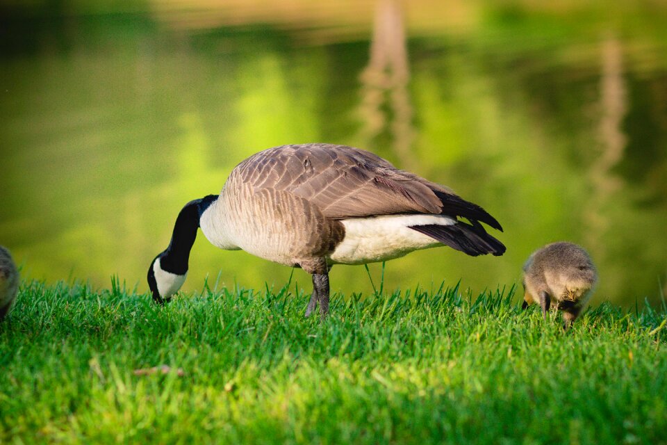 Wildlife farm nature
