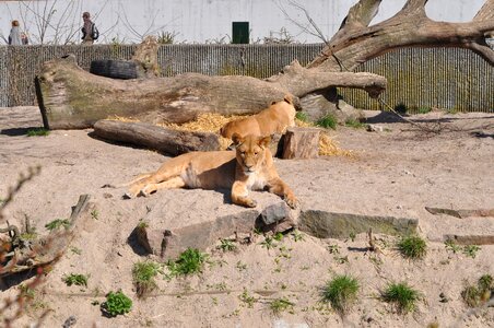 Zoo lioness expensive photo