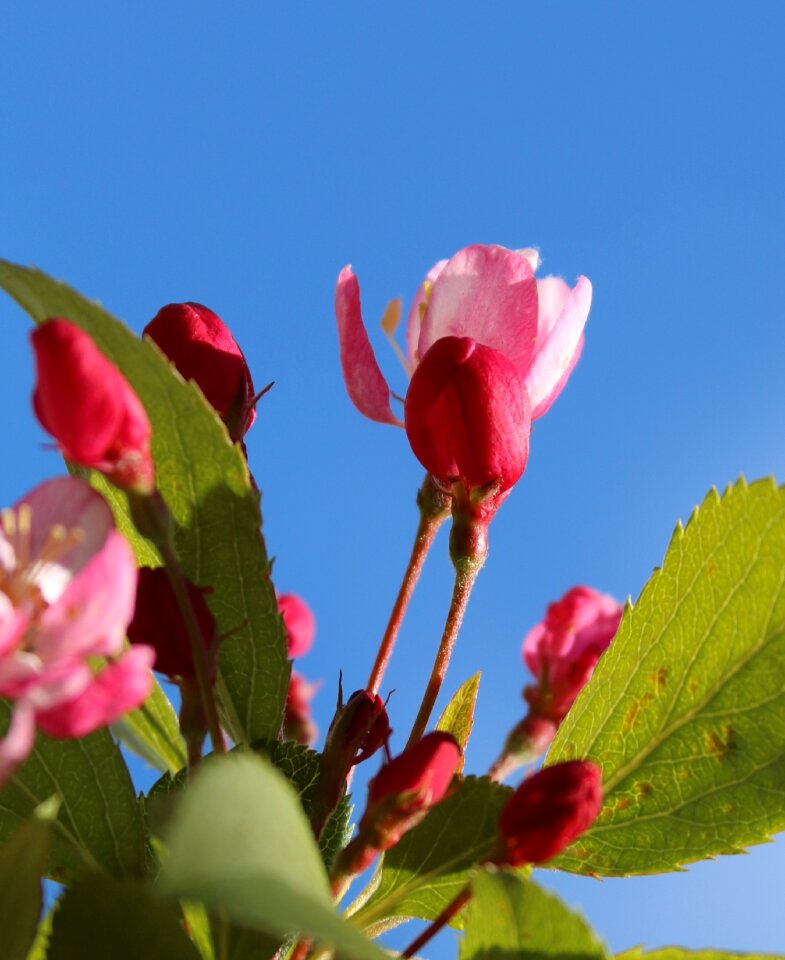 Spring cherry cherry blossom