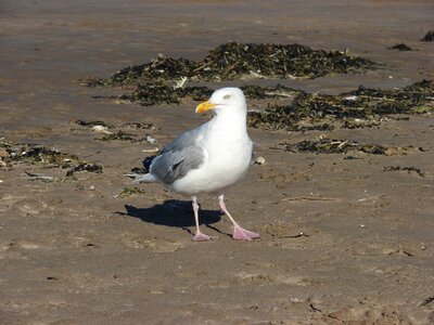 Sea scotland bird photo