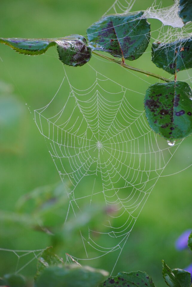 Cobweb dew autumn