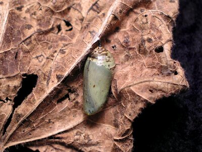 Monarch insect cocoon