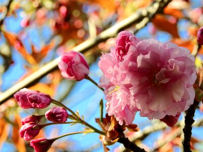 Spring nature japanese cherry
