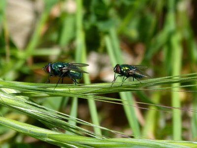 Greenfly fly vironera botfly photo