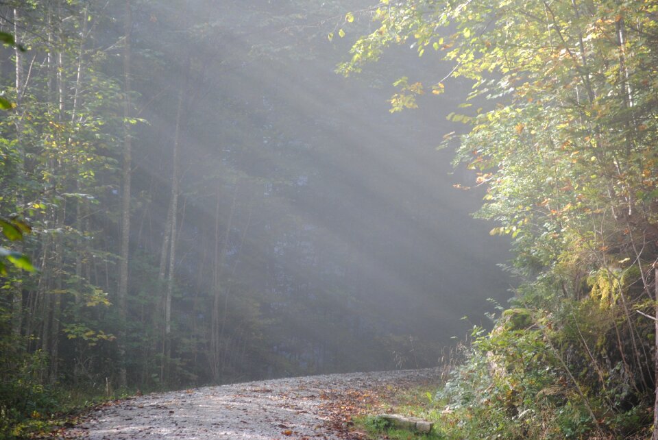 Fog morgenstimmung autumn