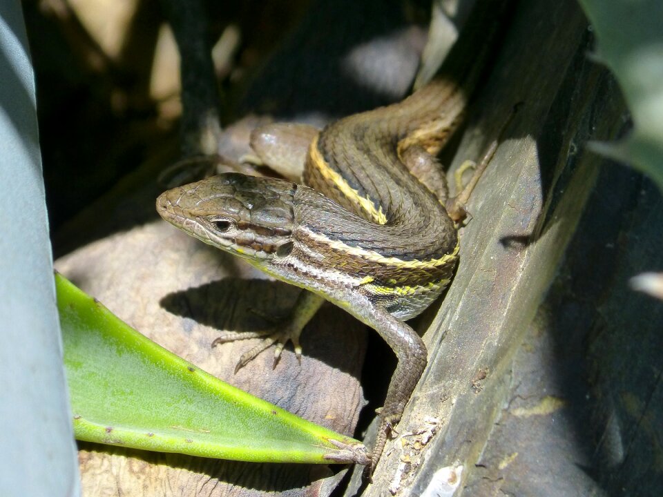 Lizard sargantana reptile