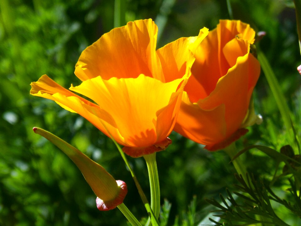 Schscholzia californica california poppy yellow poppy