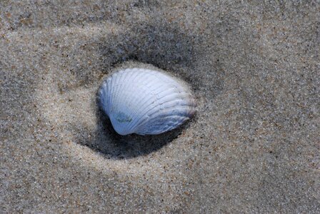 Shell sand beach