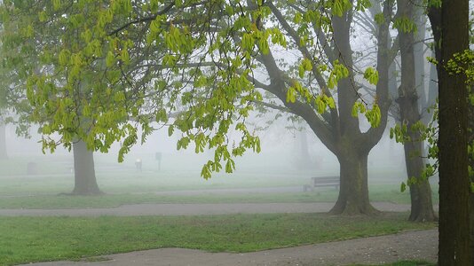 Park plants tree