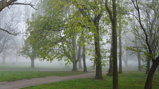 Park plants tree