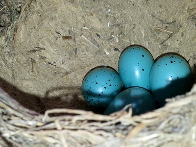 Huevecillos sparrows nest
