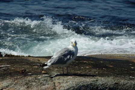 Summer coast gull at sea