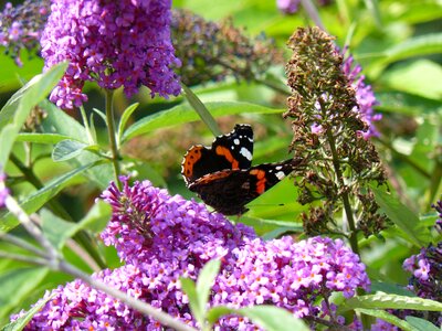 Flowers meadow summer photo